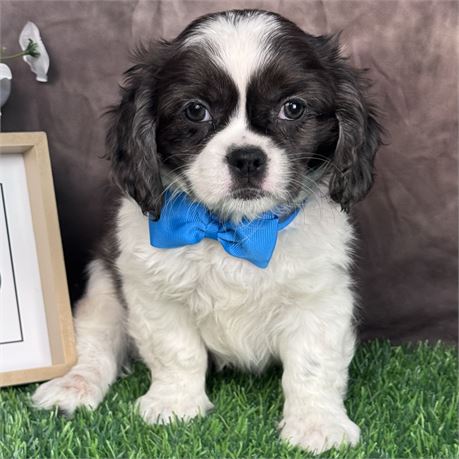 Adorable Male Cava-Tzu
