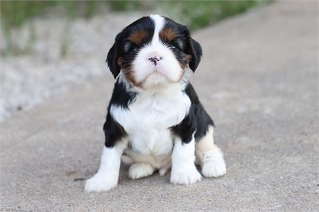 USDA CLEAN* AKC Reg Cavalier King Charles