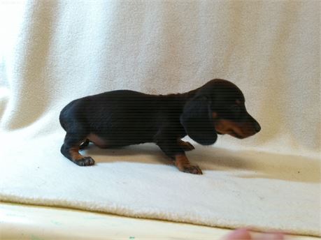 2.04 lb tiny little boy