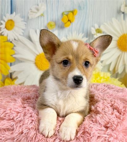 Cpr female Corgi