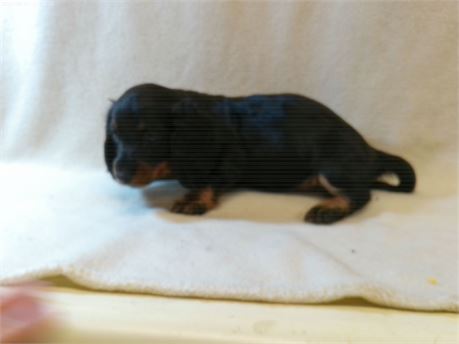 3.25 LBS FEMALE BLACK AND TAN