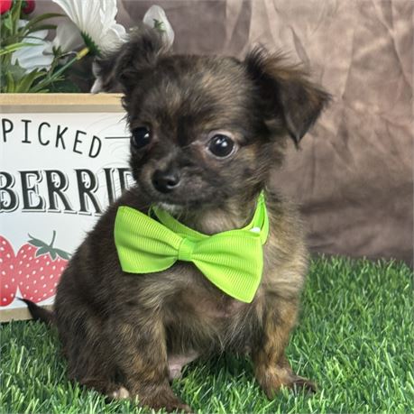 Tiny Male Apple Head Long Coat Chihuahua-Spunky! 1.14 @ 11 weeks