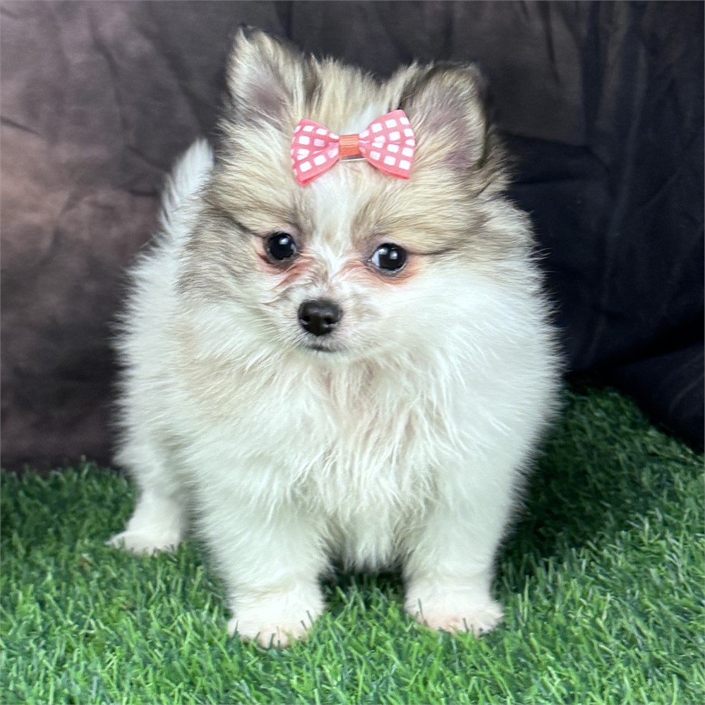 Adorable, tiny, female Pomeranian-sable parti