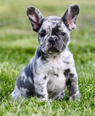 Halo ~ Gorgeous AKC Merle Female French Bulldog