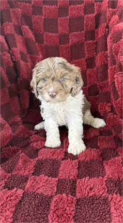 Cavapoo - male