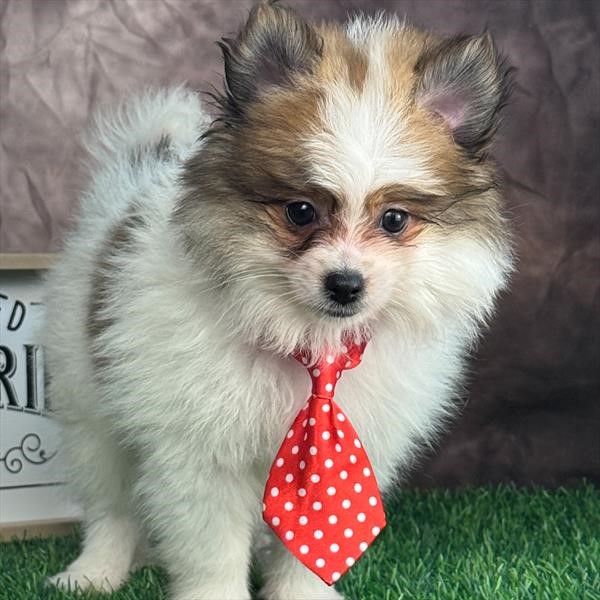 Adorable, tiny, male Pomeranian-sable parti