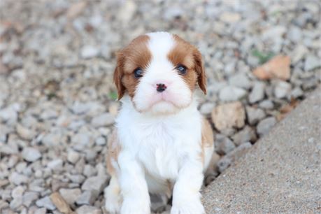 USDA CLEAN* AKC Reg Cavalier King Charles