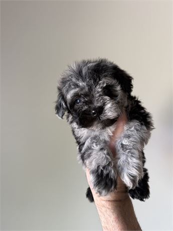 Maltipoo - male Tiny!