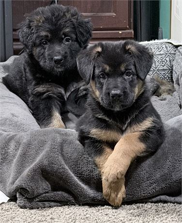 German Shepherd Puppies