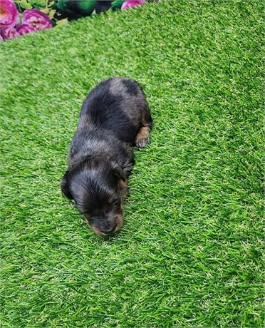 Blue Dapple Male 3382