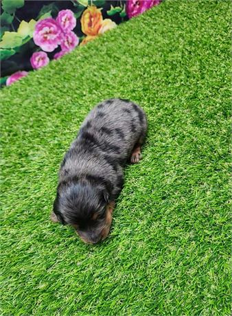 Blue Dapple Male 3397