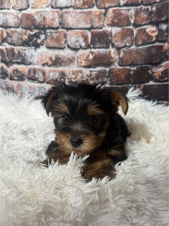 Nice Yorkie male