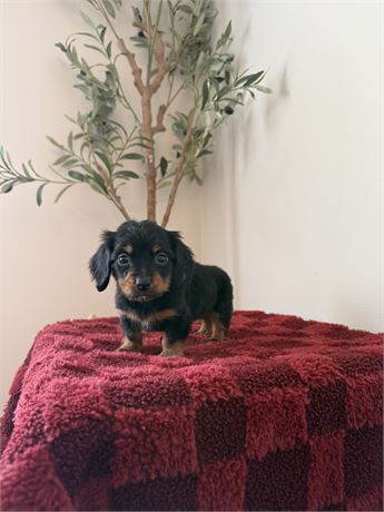 Miniature Dachshund - M