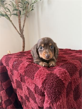 Miniature Dachshund - M