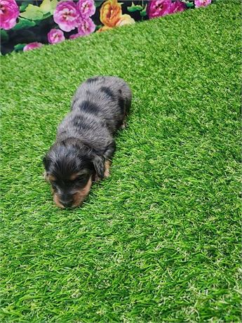 Blue Dapple Male 3393