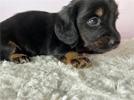 Mini Dachshund 1943
