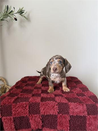 Miniature Dachshund - M