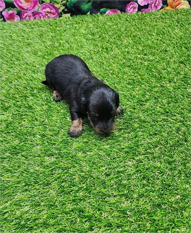 Black an Tan Male 3407