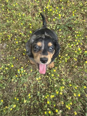 Litter born 3/31!