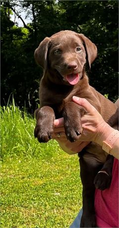 AKC Chocolate Female Lab
