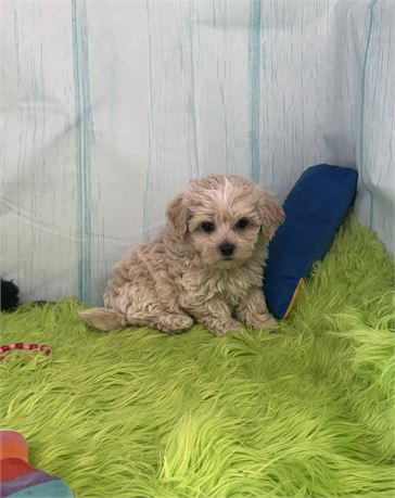BEAUTIFUL LITTLE MALTIPOO (M)
