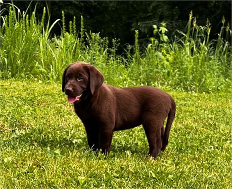 AKC Chocolate Female Lab