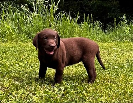 AKC Chocolate Female Lab