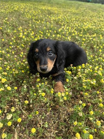 Litter born 3/31!