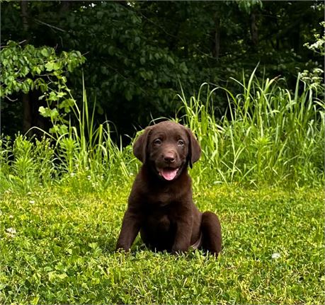 AKC Chocolate Male Lab