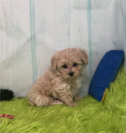 BEAUTIFUL LITTLE MALTIPOO (M)