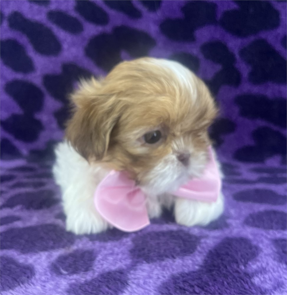 Ellie