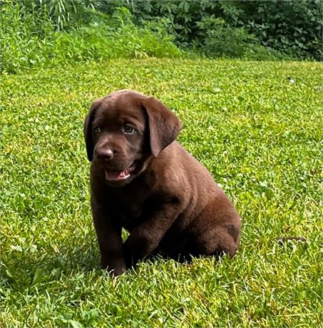 AKC Chocolate Male Lab
