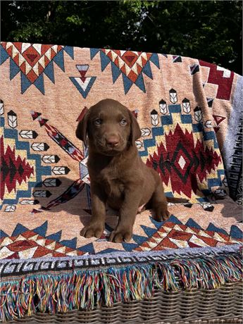 AKC Chocolate Male Lab
