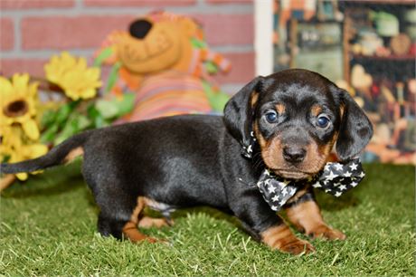 Black/tan male 897
