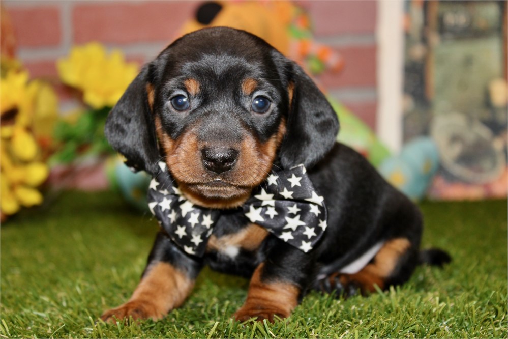 Black/tan male 897