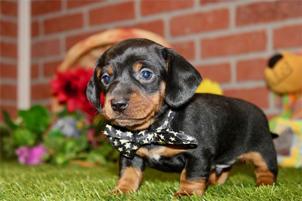 Black/tan male 897