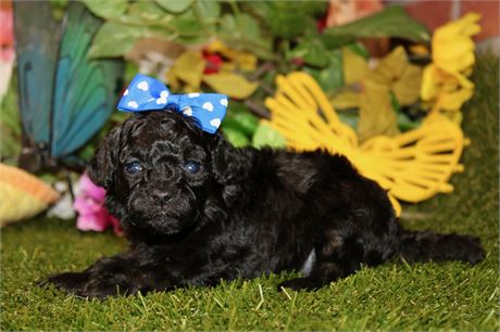 BLACK MINI COCKAPOO FEMALE 964