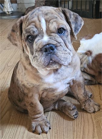 Merlin