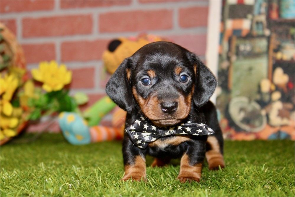 Black/tan male 897