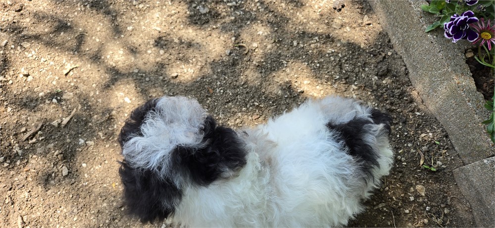 Blue Merle Parti Male