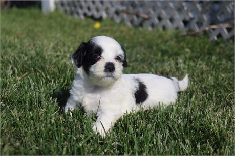 Male Coton
