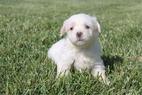 Male Coton