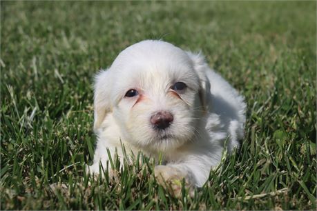 Male Coton