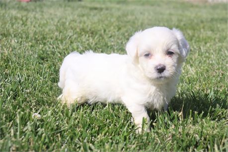 Male Coton