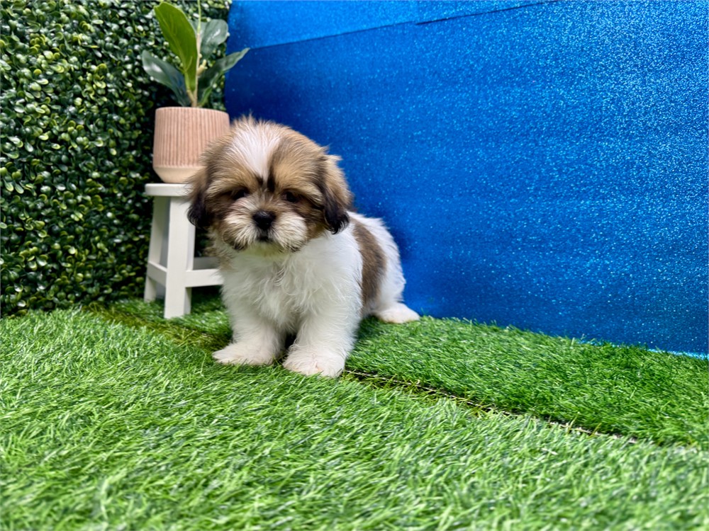 Male Shih Tzu