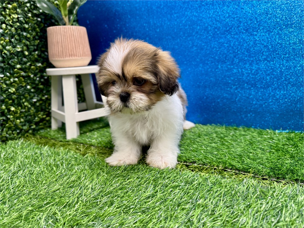 Male Shih Tzu