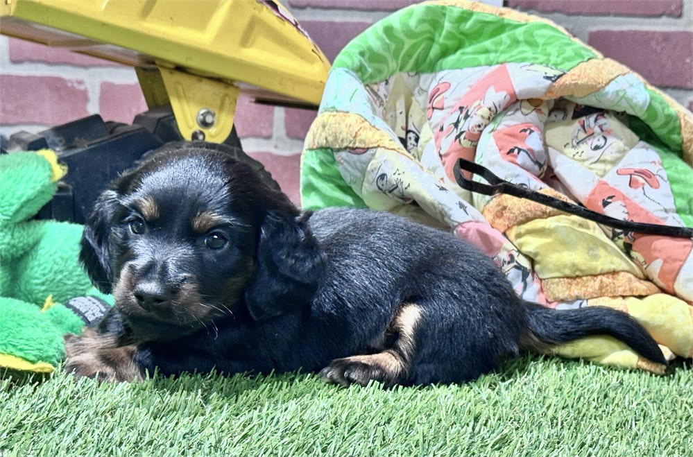 Black/tan male 980