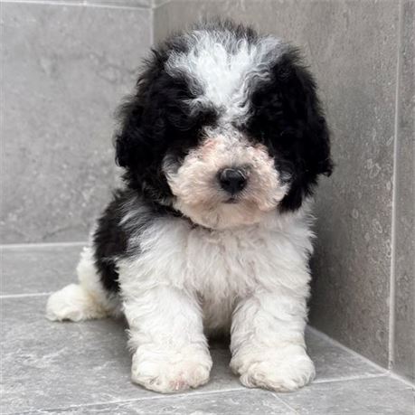 Maltipoo 26177-02