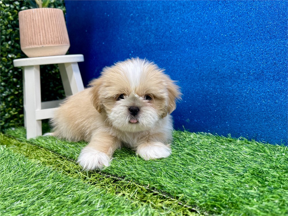 Male Shih Tzu