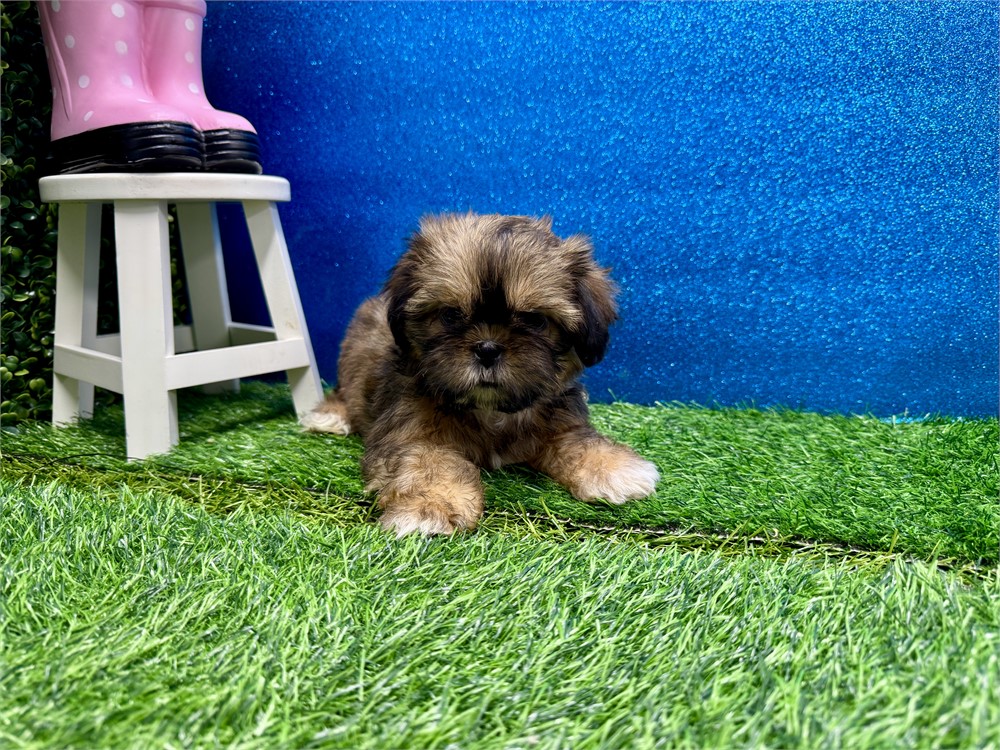 Female Shih Tzu